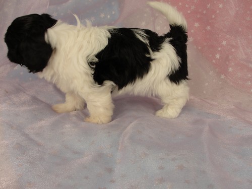 Female shih tzu Bichon puppy for sale #21 Born December 7, 2011